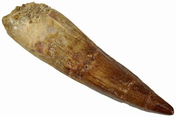 Fossil Spinosaurus Tooth - Real Dinosaur Tooth #311169